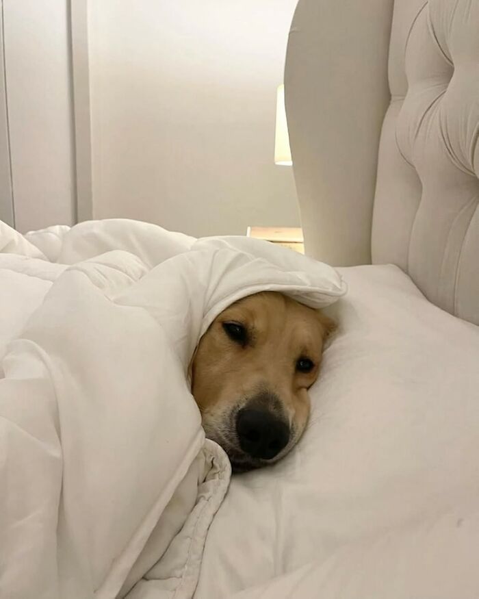 Perro divertido acostado en cama cubierto con manta blanca, momento gracioso capturado en cámara para imágenes de animales.
