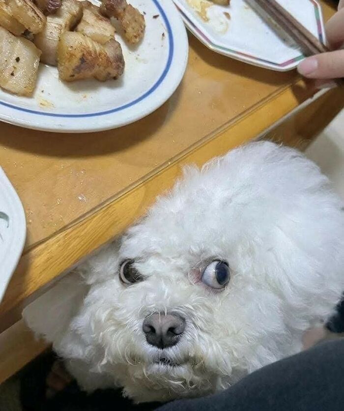 Perro blanco con expresión divertida mirando hacia arriba cerca de comida sobre la mesa en momentos graciosos de perros.