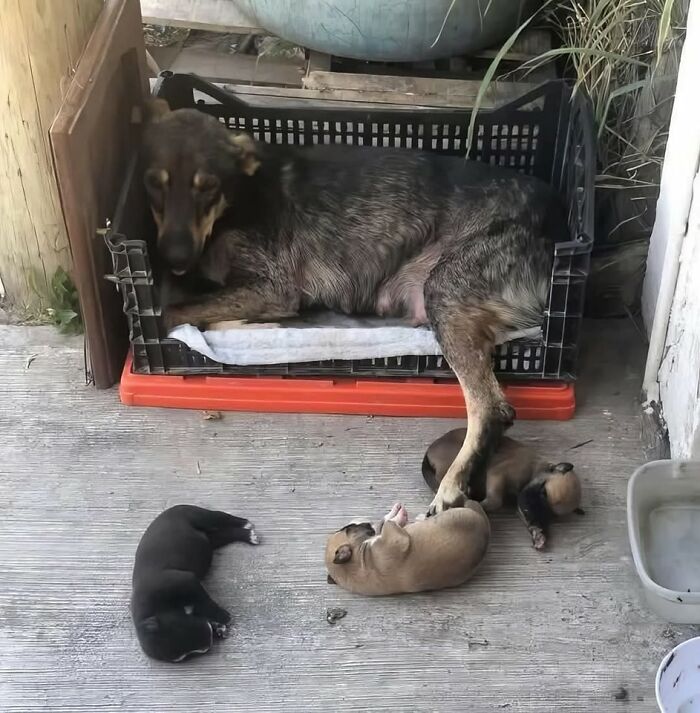 Dog lying in a crate with three small puppies sleeping nearby on a concrete floor in a cozy outdoor space.