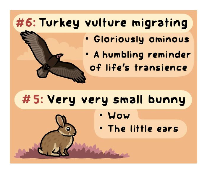 Playful comic featuring a robin as a sign of spring, highlighting the funny side of nature and wildlife.