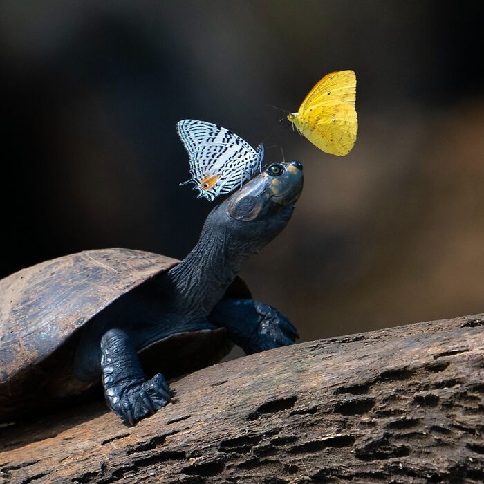 Turtle resting on a log with two colorful butterflies close to its face in breathtaking wildlife nature photo.