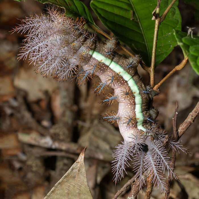 Close-up of a spiky caterpillar with vibrant colors among green leaves, showcasing breathtaking wildlife photography details.