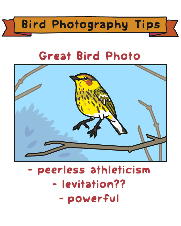 Bird photography tips comic showing a colorful bird on a branch with lighting and focus advice for wildlife.