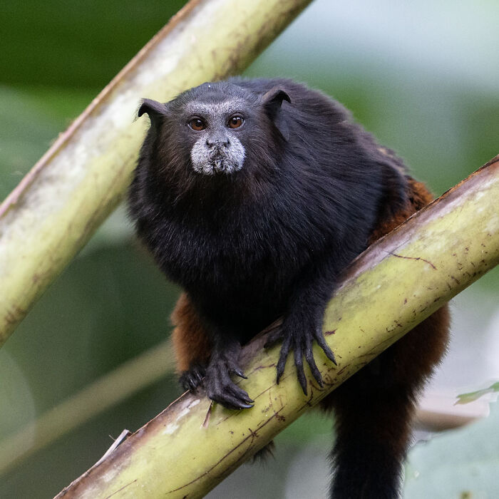 Close-up wildlife photo of a black and brown monkey perched on a branch in its natural habitat.