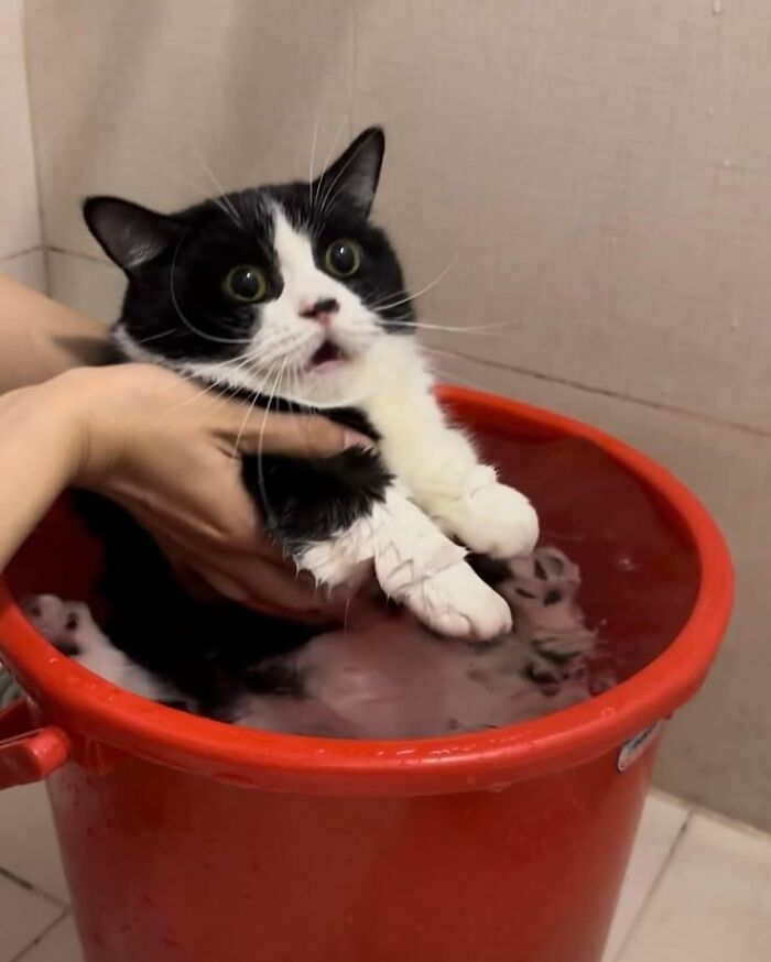 Illustration of a surprised black and white cat being dipped in water, showcasing viral cat moments turned into funny art.