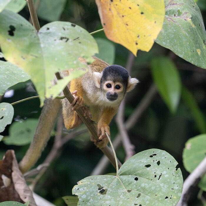 Small monkey perched on a branch in dense green leaves showcasing breathtaking wildlife photos of nature.