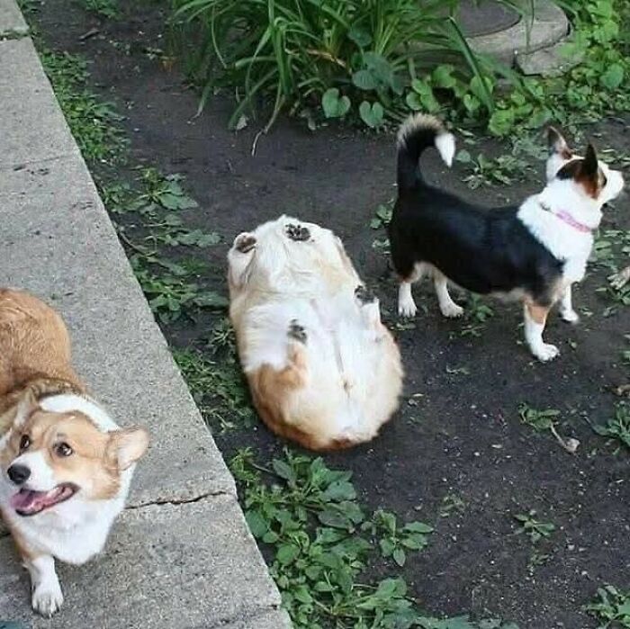 Tres perros, uno de ellos en el suelo de espaldas, momentos divertidos de perros capturados en cámara en un jardín.