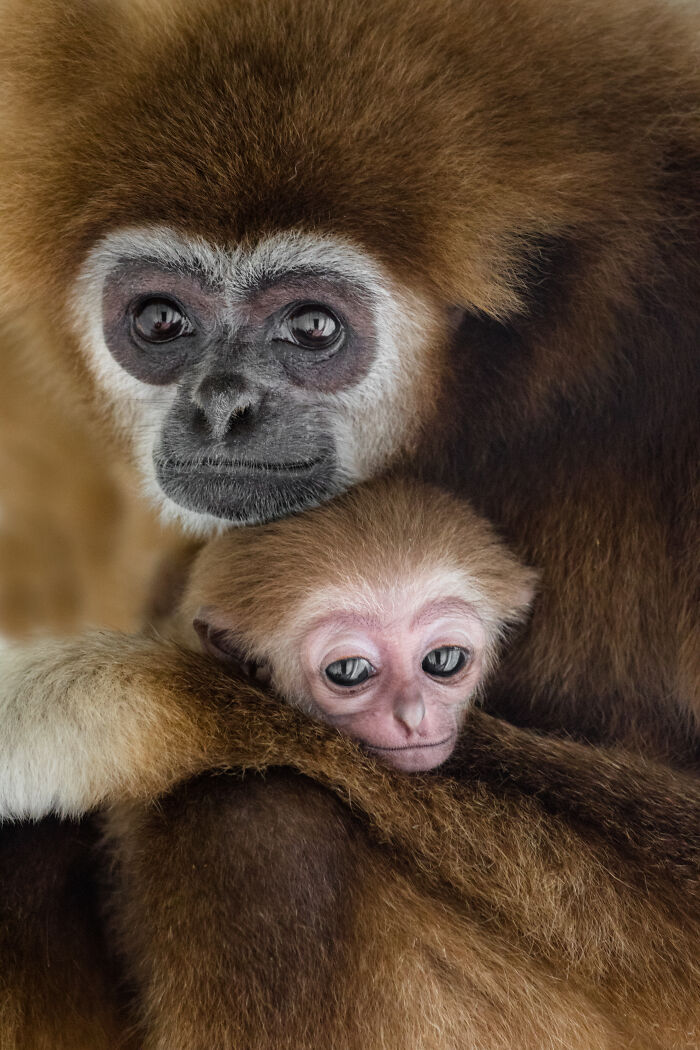 This Baby Gibbon Just Won The Internet With One Hug