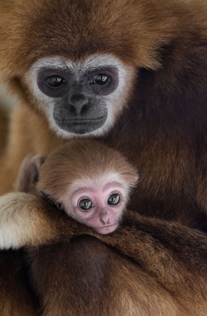 This Baby Gibbon Just Won The Internet With One Hug