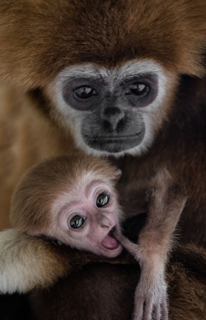 This Baby Gibbon Just Won The Internet With One Hug
