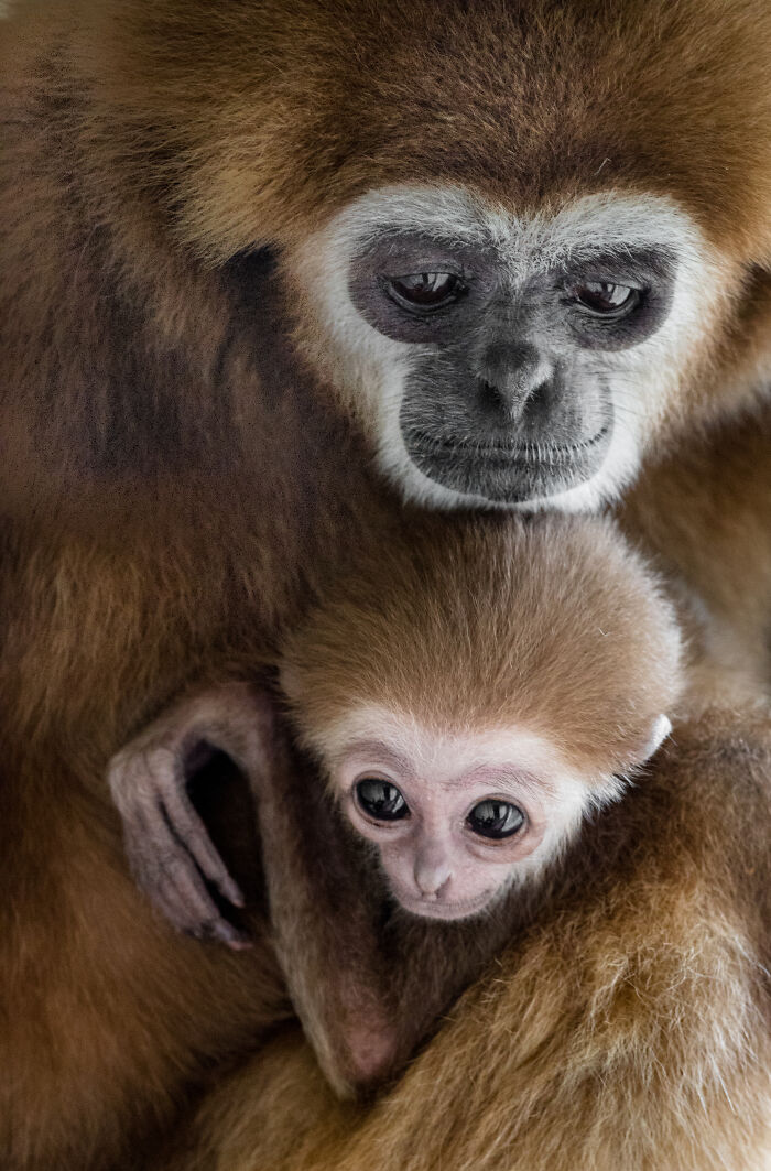 This Baby Gibbon Just Won The Internet With One Hug