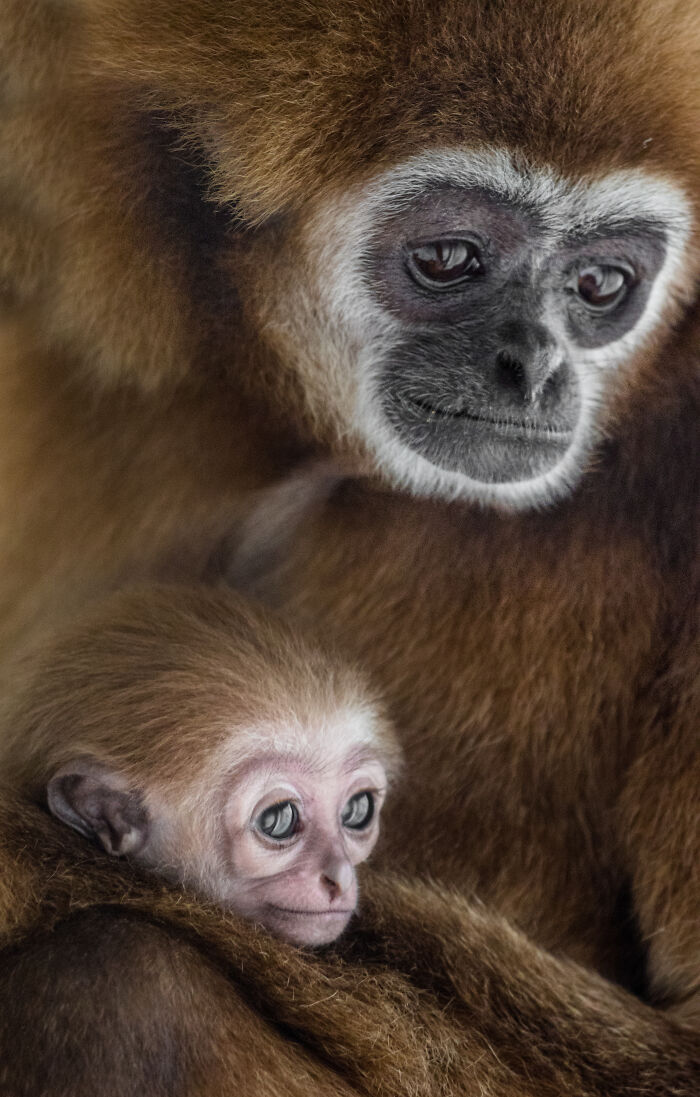 This Baby Gibbon Just Won The Internet With One Hug