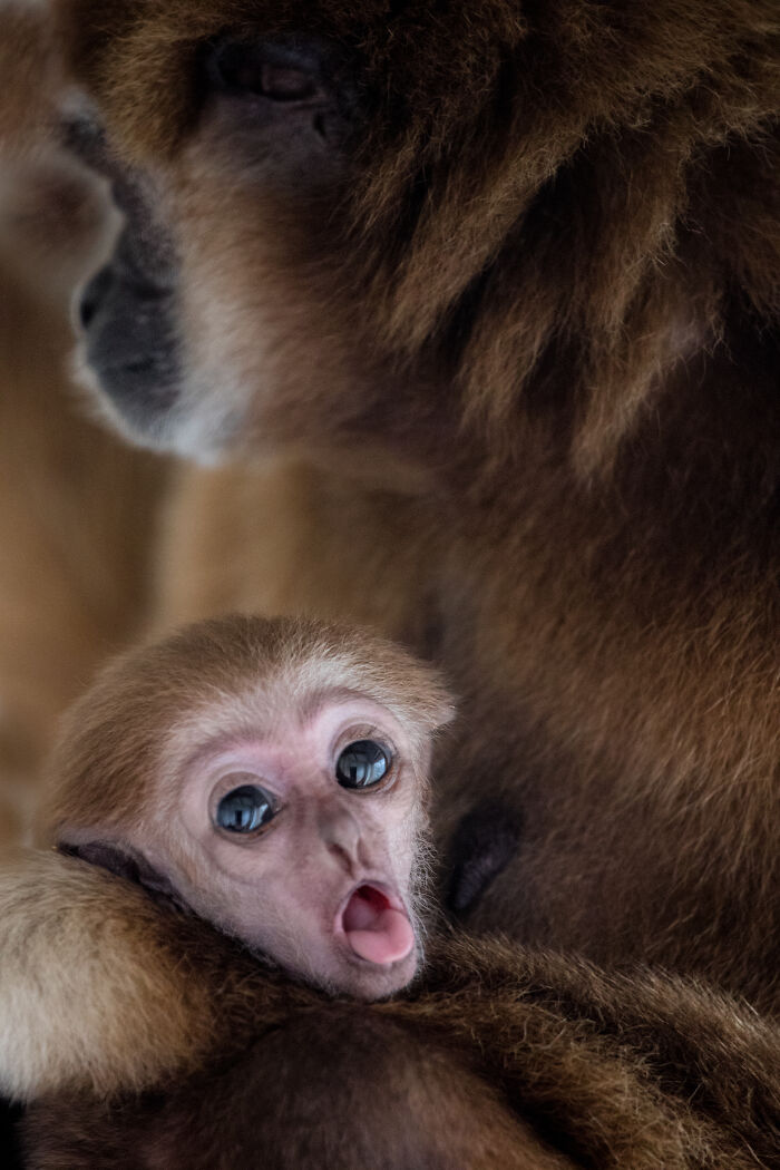 This Baby Gibbon Just Won The Internet With One Hug
