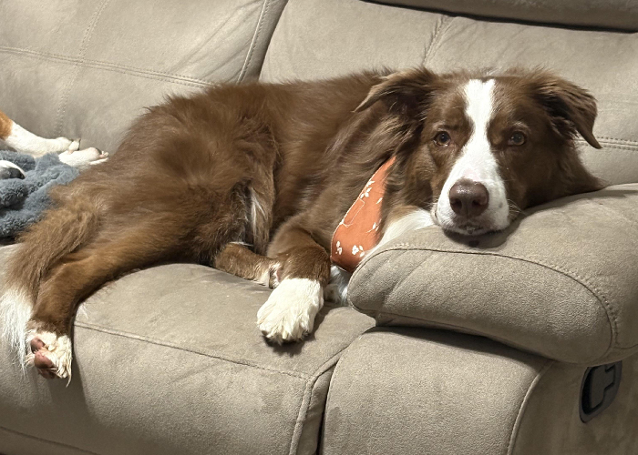 Brown and white dog lying on a beige couch looking relaxed after stalker customer found home and rang doorbell.