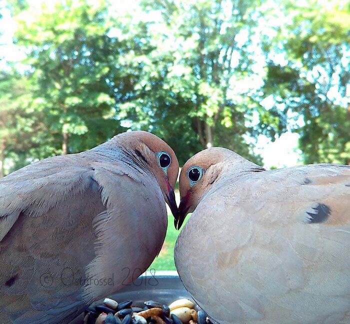 Two birds close together at a bird feeder in a yard, captured by a woman’s camera for bird feeder shots.