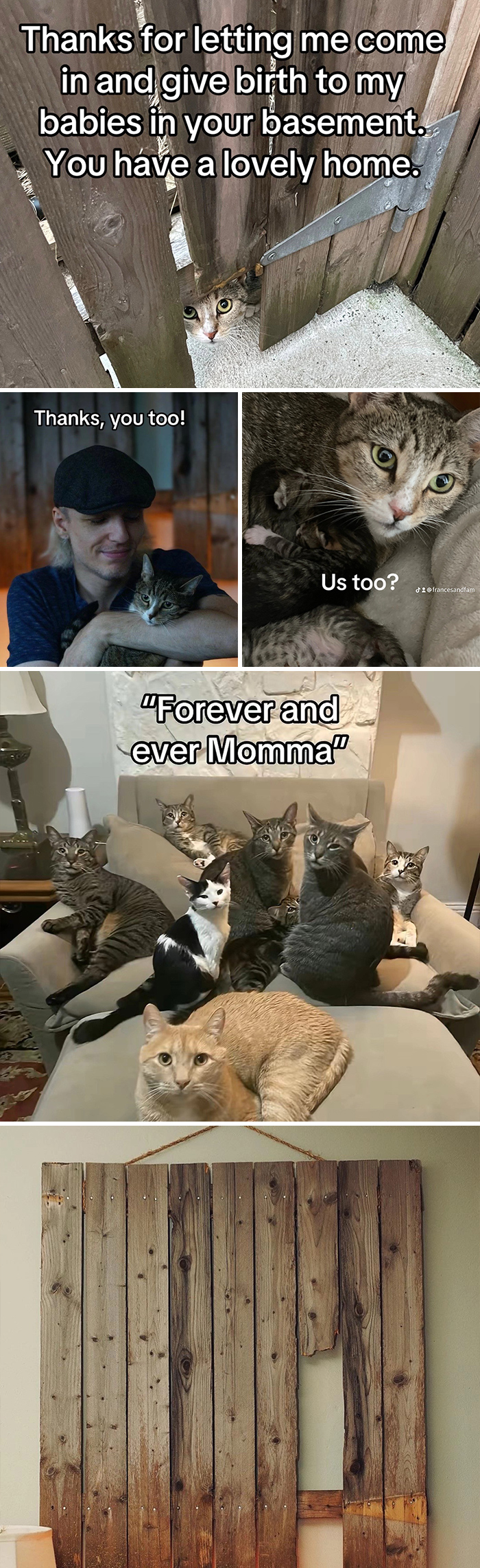 Cat adoption story shown with cats and a man, highlighting heartwarming moments in the best adoption pics collection.