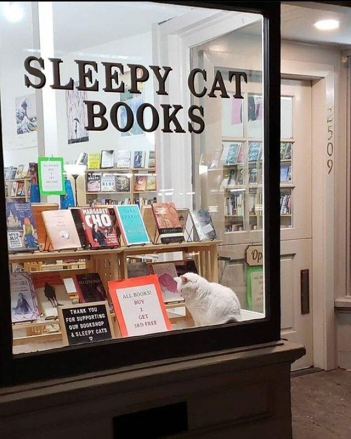 White cat inside a bookstore named Sleepy Cat Books, surrounded by shelves filled with various books and signs.