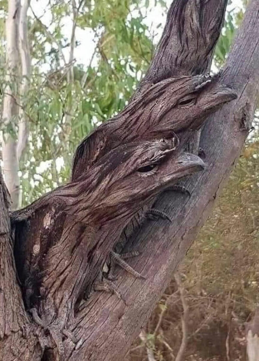 Rare tiger quoll camouflaged perfectly on tree bark resembling twisted wood and branches in natural habitat.