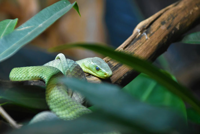 Green snake resting on a branch surrounded by leaves, illustrating snakebite and paramedics administering antidote. Green snake resting on a branch surrounded by leaves, illustrating snakebite and paramedics administering antidote.