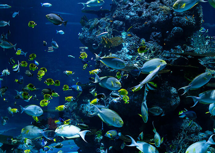 Colorful fish swimming near coral reef underwater, showcasing surprising animal facts that are both creepy and cool.