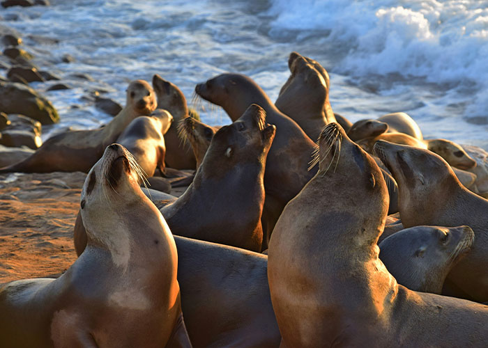 Sea lions resting on a California beach near the ocean, related to $20K reward offered after a horrific act incident.