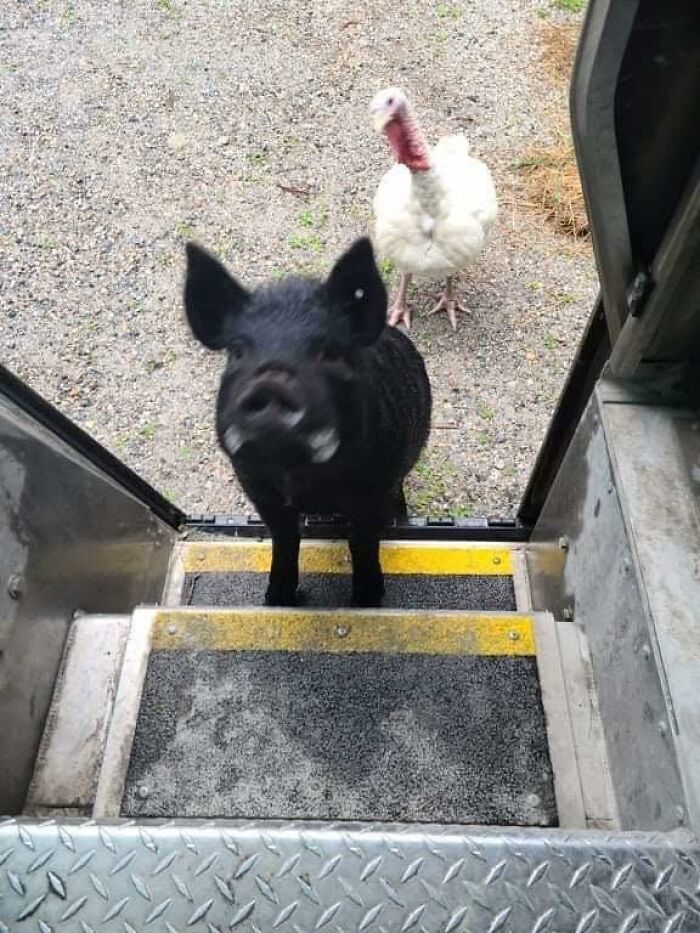 Black pig and white turkey standing outside a UPS truck, showcasing adorable pets UPS drivers encountered during deliveries.