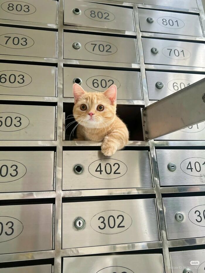 Adorable orange cat peeking out from a metal mailbox, showcasing one of the most adorable cats with top-tier charm.