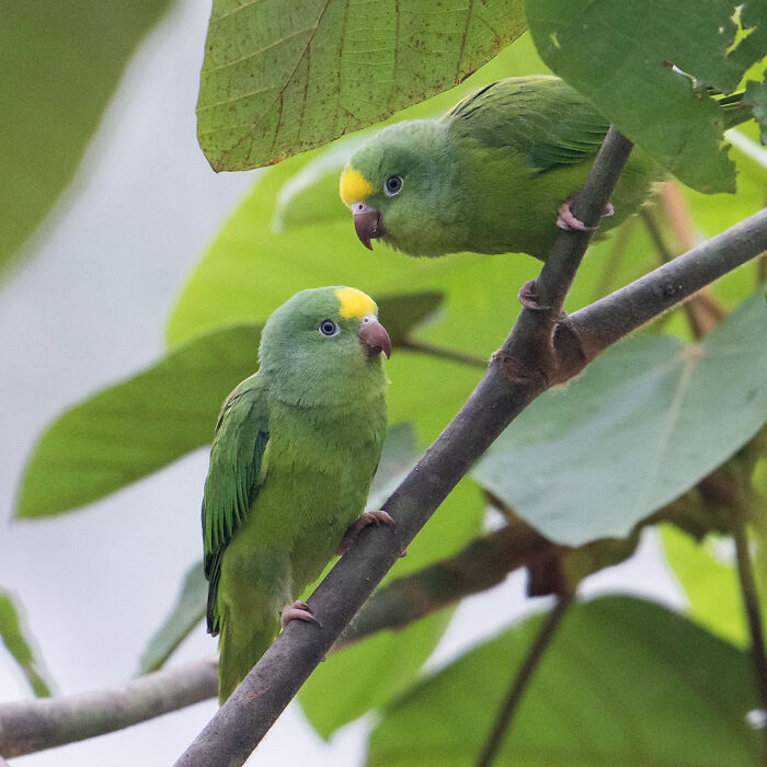 Two green parrots with yellow markings perched on tree branches in a breathtaking wildlife photo captured in nature.