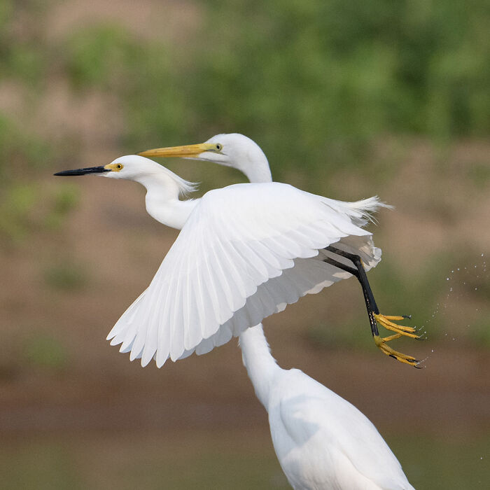 Two white egrets in flight captured in breathtaking wildlife photos showcasing nature up close and personal.