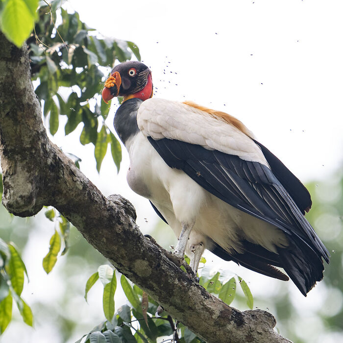 King vulture perched on a tree branch surrounded by leaves, showcasing breathtaking wildlife in nature photography.