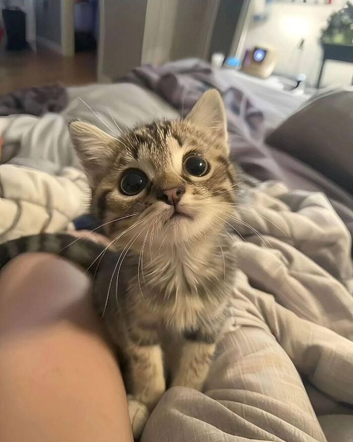 Illustration of a curious cat inspired by viral cat moments, turned into funny art by a creative artist.