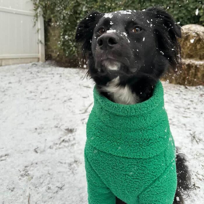 Framed wool felt pet portrait of a black dog wearing a green sweater with snowflakes on its fur.