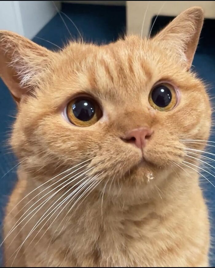 Cartoon illustration of a viral cat moment with a funny expression and orange fur in digital art style.