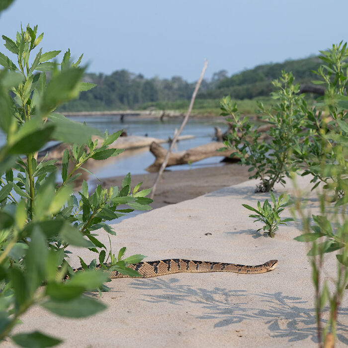 Snake slithering on sandy riverbank surrounded by green plants in breathtaking wildlife nature scene.