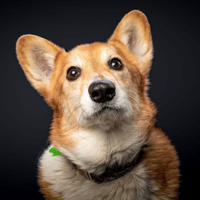 Framed wool felt pet portrait of a realistic corgi dog with detailed fur and lifelike expression.