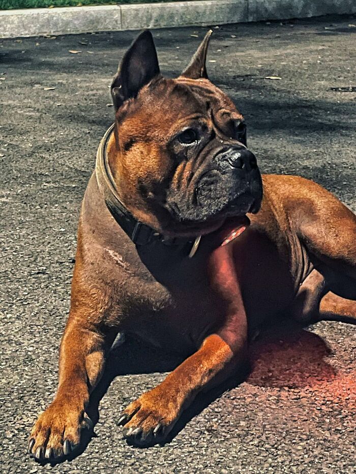Framed wool felt pet portrait of a realistic dog on a green background, displayed on a wooden surface.