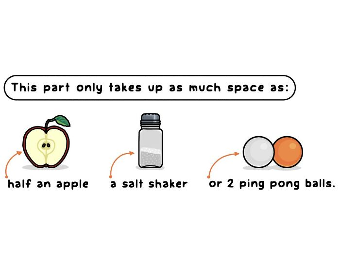 Cartoon of a person in a forest with text about looking for a tiny part of the universe, playful comics on nature and wildlife.