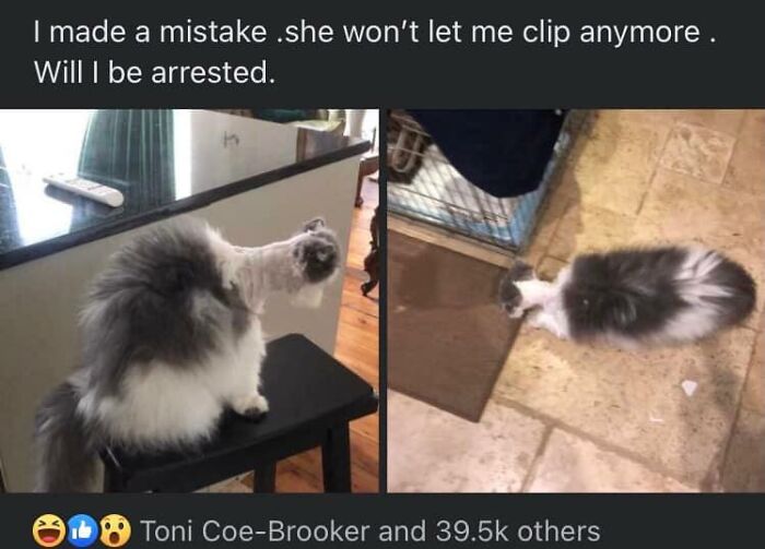 Fluffy cat with a bizarre, uneven haircut creating one of the weird pictures that became both blessed and cursed.