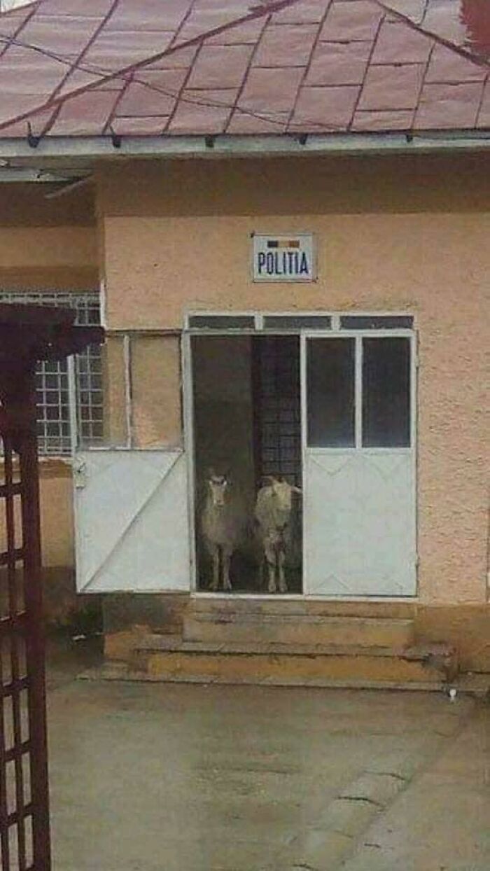 Two goats standing inside a building marked Politia, capturing a unique scene relatable to Eastern Europe.