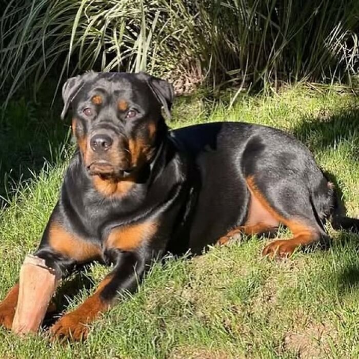 Framed wool felt pet portrait of a realistic Rottweiler dog with detailed fur and expressive eyes on a white background.