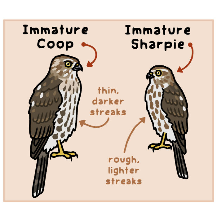 Illustrated comic showing differences between two birds, highlighting playful nature and wildlife in a fun artistic style.