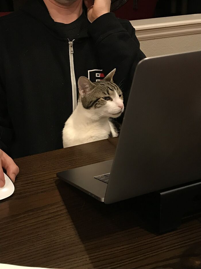 Adorable cat sitting on a person's lap, attentively looking at a laptop screen during work from home session.