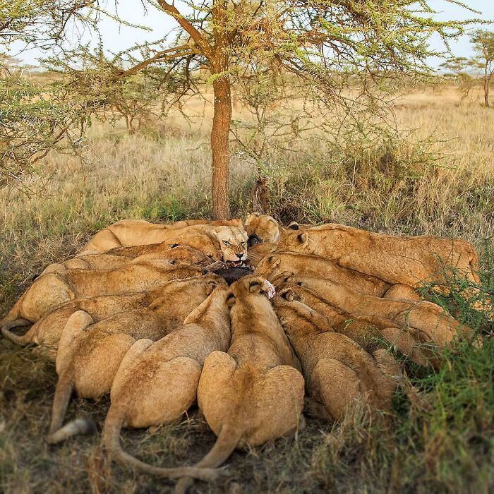 A pride of lions gathered closely while feeding in a natural wildlife setting with dry grass and scattered trees.