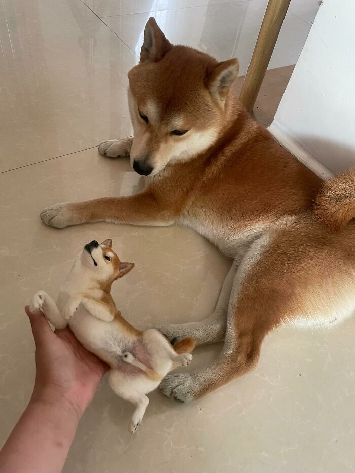 Realistic wool felt Shiba Inu pet lying on tiled floor with detailed fur and lifelike expression in natural sunlight.