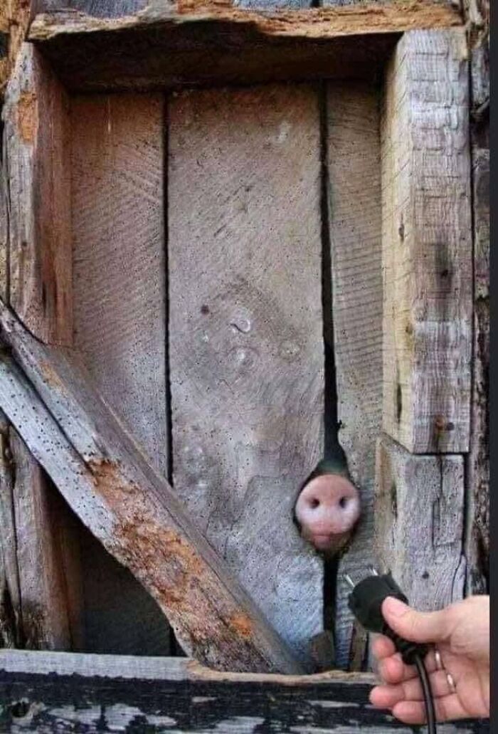Rustic wooden wall with a pig peeking through a narrow gap while a hand holds an unplugged power cord nearby, Eastern Europe.