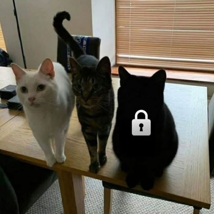 Tres gatos caóticos de diferentes colores sobre una mesa de madera en un ambiente interior iluminado.