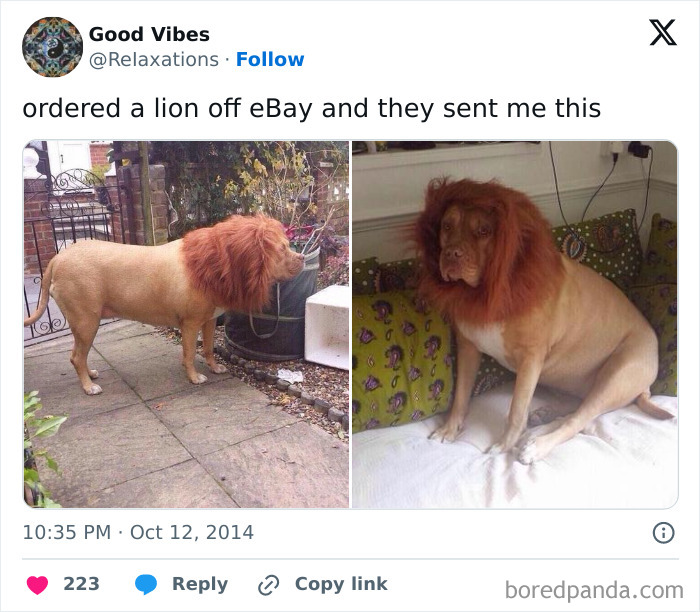 Dog wearing a fake lion mane with a caption showing an ordered lion versus what was actually received in a funny fail.