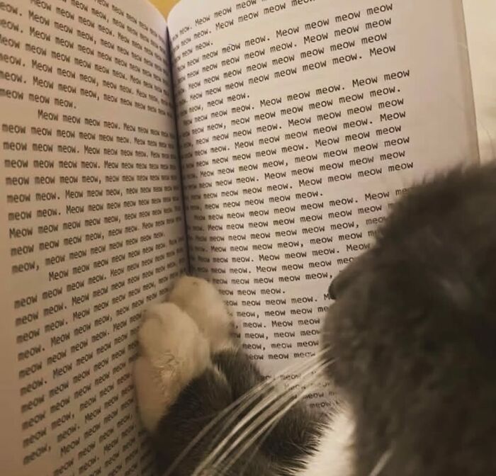 Gato caótico jugando sobre un libro con repetidas palabras meow, mostrando comportamiento típico de gatos.