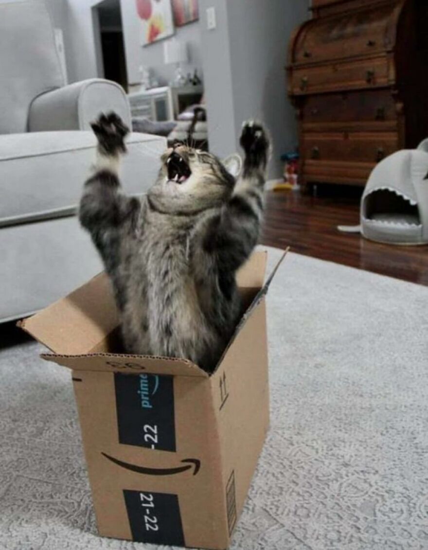 Tabby cat playfully stretching inside an Amazon box, capturing the adorably funny moments cats bring to life.