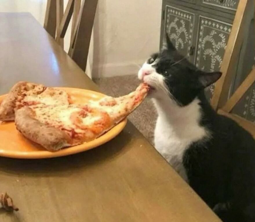 Black and white cat grabbing a slice of pizza from a plate on a wooden dining table, showcasing funny cat behavior.